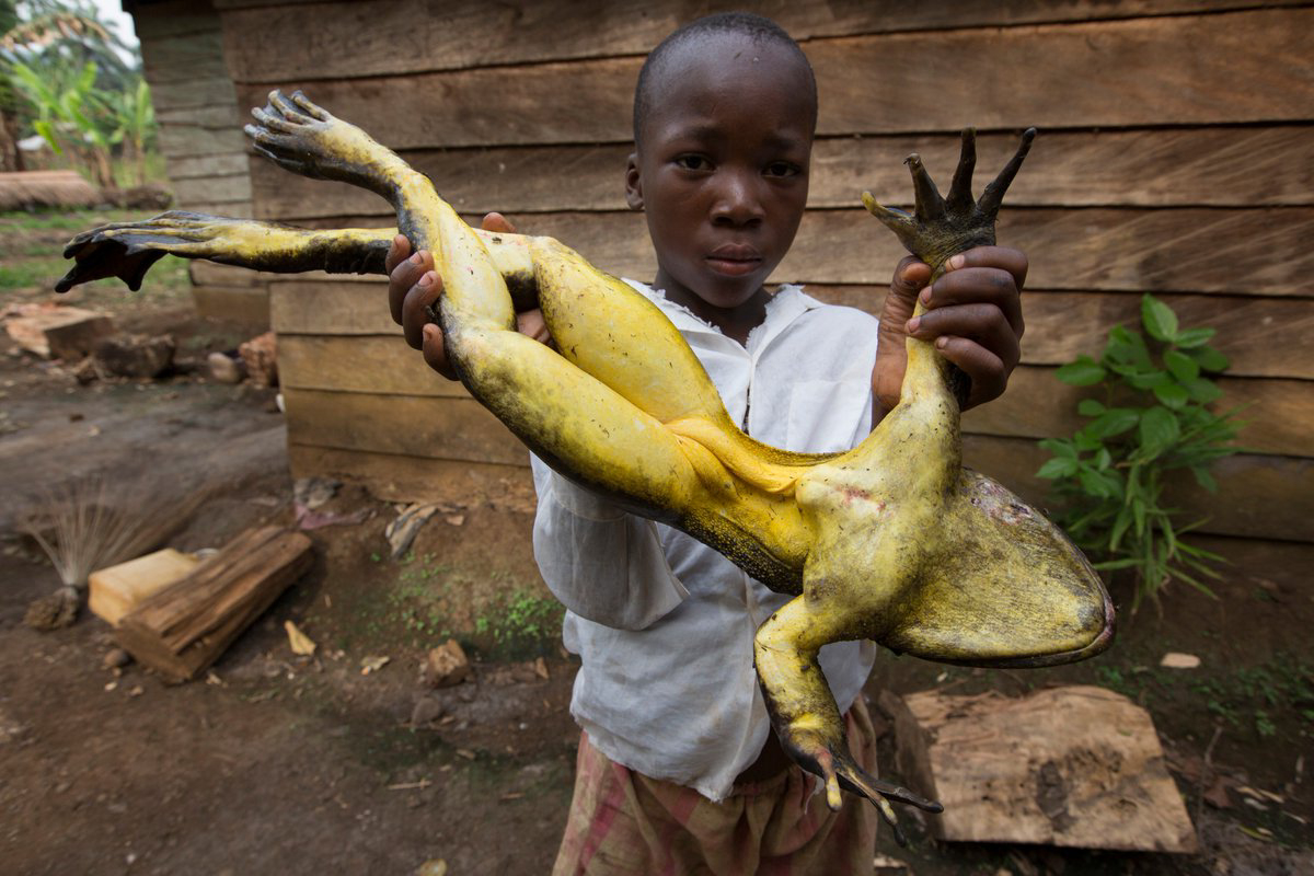 Read more about the article The World’s Largest Frog Is Found in Africa | The African Exponent.