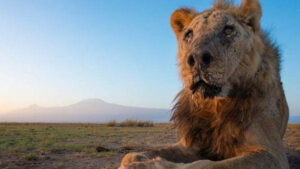 Read more about the article One of Africa’s Oldest Lions Killed in Kenya | The African Exponent.