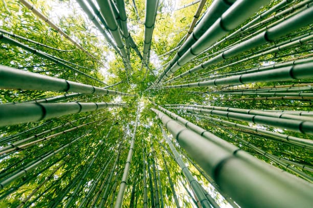 Read more about the article Bamboo Farming Flourishes in Uganda: A Sustainable Shift Towards Green Economy