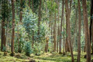 Read more about the article Rwanda’s Parliament Passes Bill to Tighten Tree-Cutting Regulations