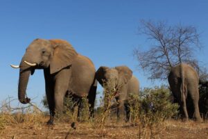 Read more about the article Botswana President’s Bold Threat to Germany Amid Conservation Dispute